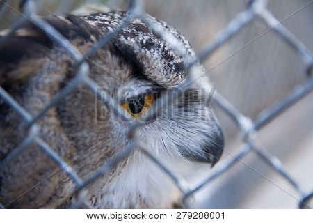 Barred Eagle-owl In The Zoo. Selective Focus.