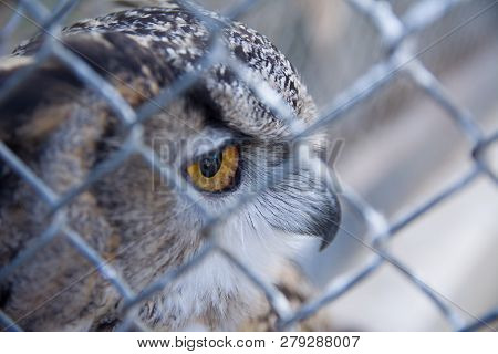 Barred Eagle-owl In The Zoo. Selective Focus.