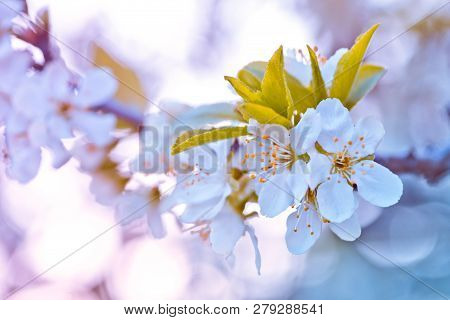 Vintage Background Little Flowers, Nature Beautiful, Toning Design Spring Nature, Sun Plants