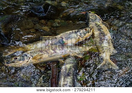 Four Clorful Dead Chum Salmon Caught In The Shallows Of Goldstream River, Vancouver Island.