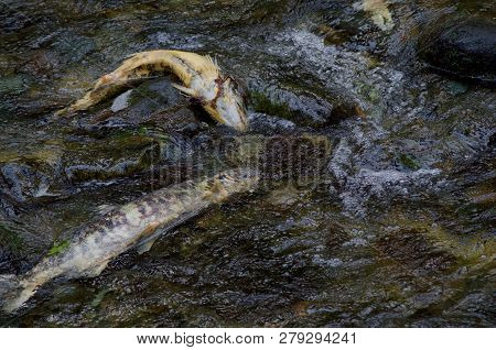 Yellowing Bodies Of Dead Chum Salmon Draped On The Rocks Of Goldstream River, Vancouver Island, Brit