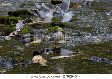 Adult Glaucus Winged Gull Sits Calmly On A Rock While Other Seagulls Squabble Over The Dead Salmon I