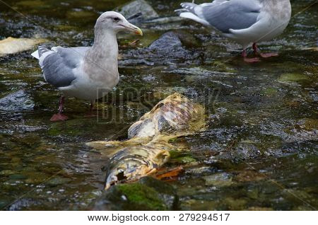 Glaucus Winged Seagull Eyes A Dead Chum Salmon In Midstream, Goldstream River, Vancouver Island, Bri