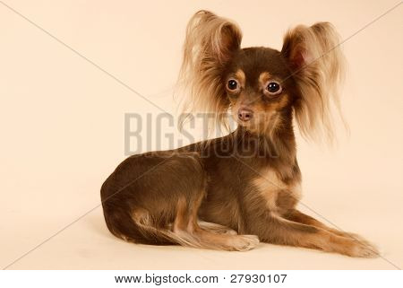 Toi doggy