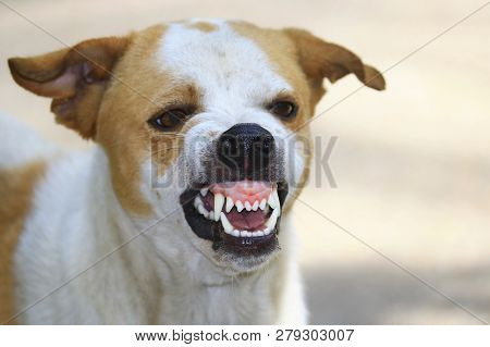 The Ferocious Dog Saw Terrifying Teeth And Chewing.