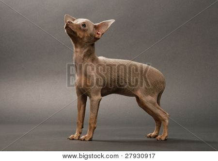 Toi doggy
