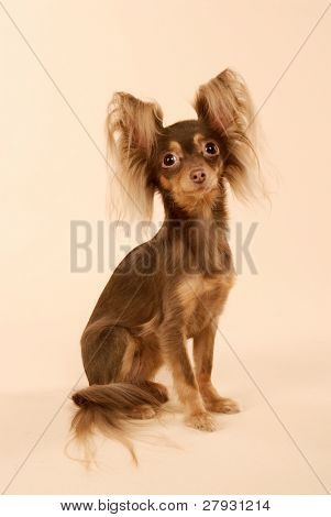 Toi doggy