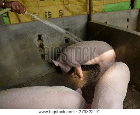 Close Up Of Some White Color Domesticated Piggy, Piglets ( Sus Scrofa Domesticus ), Large White York