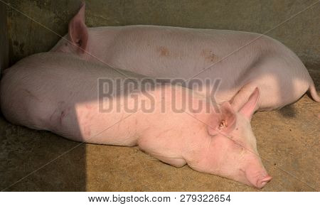 Close Up Of Some White Color Domesticated Piggy, Piglet ( Sus Scrofa Domesticus ), Large White Yorks