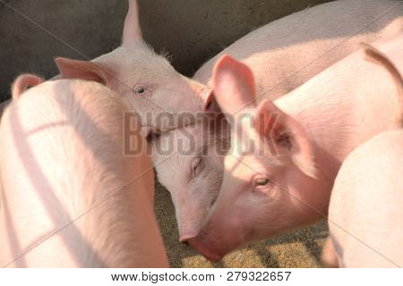 Close Up Of Some White Color Domesticated Piggy, Piglets ( Sus Scrofa Domesticus ), Large White York
