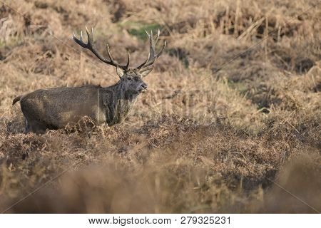 Stunning Red Deer Stag Cervus Elaphus With Majestic Antelrs In Autumn Fall Froest Landscape