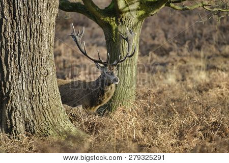 Stunning Red Deer Stag Cervus Elaphus With Majestic Antelrs In Autumn Fall Froest Landscape