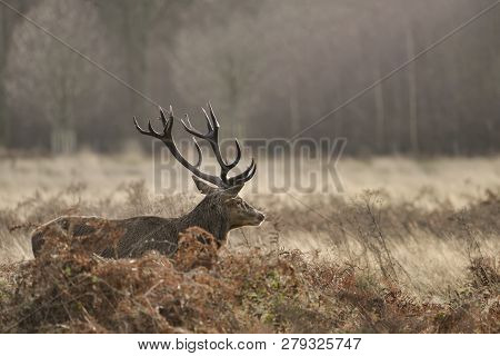 Stunning Red Deer Stag Cervus Elaphus With Majestic Antelrs In Autumn Fall Froest Landscape