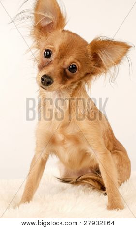 Toi doggy