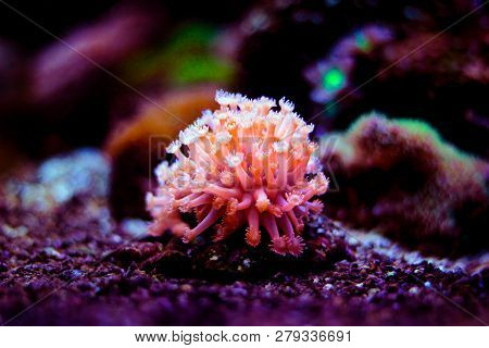 Goniopora The Flowerpot Lps Coral In Reef Aquarium Tank
