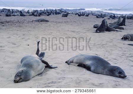 Cape Fur Seal, (arctocephalus Pusillus), Africa, Namibia, Erongo, Cape Cross