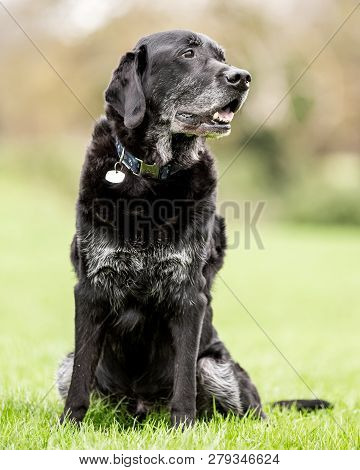 Very Old Black Labrador Portrait Sitting On Grass Looking To The Side. A Black Dog In A Park, Countr