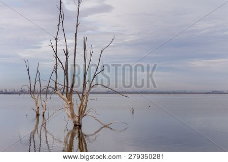 Dead Trees In The City Of Epecuen. Desolate Landscape Without People. Natural Disaster.