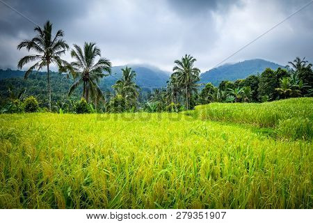 Paddy Field Rice Terraces In Munduk, Bali, Indonesia