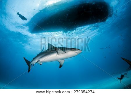 Caribbean Reef Shark At The Bahamas