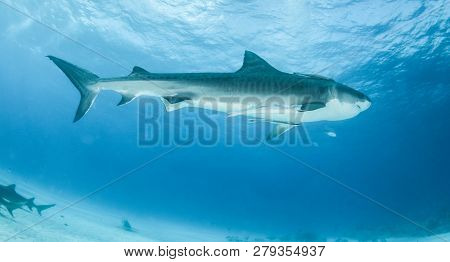 Tiger Shark At Tigerbeach, Bahamas