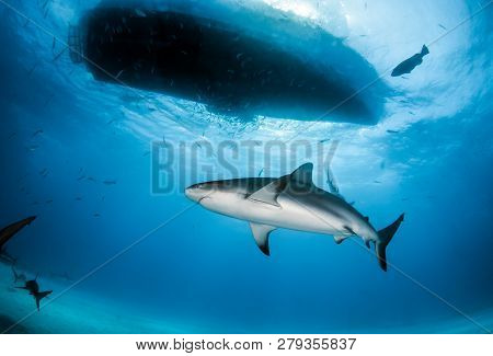 Caribbean Reef Shark At The Bahamas