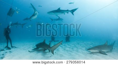 Lemon And Caribbean Reef Shark At The Bahamas