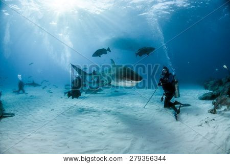 Tiger Shark At Tigerbeach, Bahamas