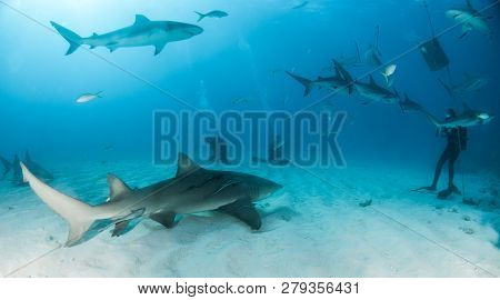 Lemon And Caribbean Reef Sharks At The Bahamas