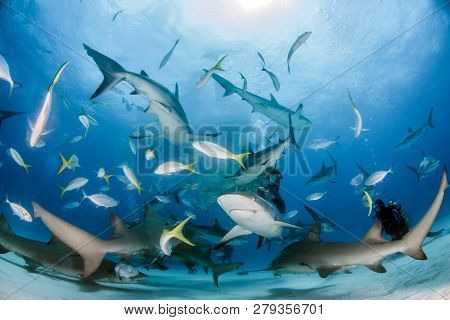Caribbean Reef Sharks And Lemon Sharks At The Bahamas