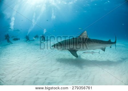 Tiger Shark At Tigerbeach, Bahamas