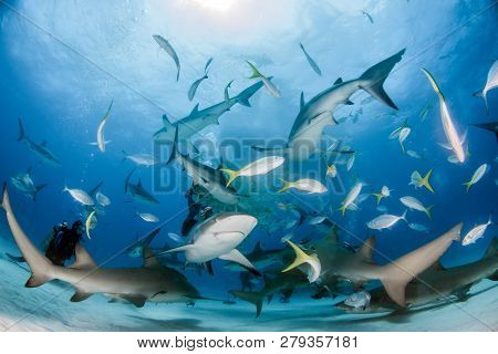 Caribbean Reef Sharks And Lemon Sharks At The Bahamas
