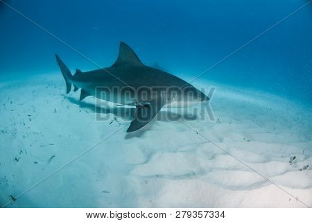 Bulls Shark At The Bahamas