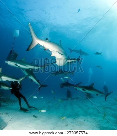Caribbean Reef Shark At The Bahamas