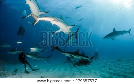 Caribbean Reef Shark At The Bahamas