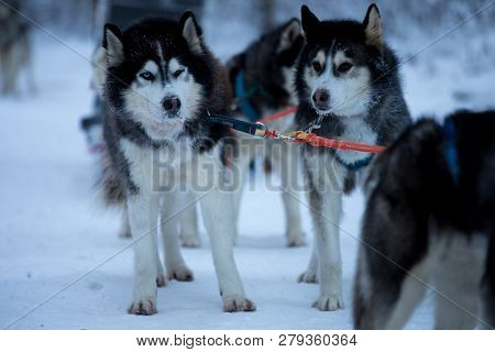 Sled Dog Race On Snow In Winter