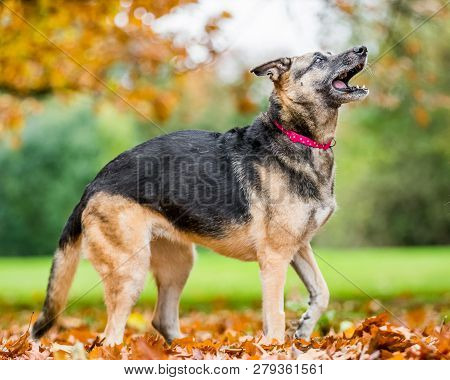 Very Old Alsatian Smiling Standing In Fall Autumn Leaves Barking. An Alsatian Or German Shepherd Dog