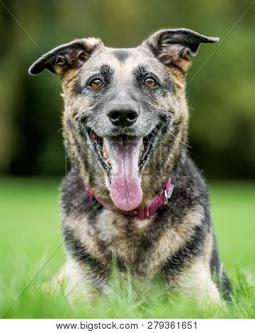Very Old Alsatian Portrait Looking At The Camera With Mouth Open And Tongue Hanging Out. An Alsatian