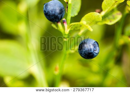The Ripe And Fresh  Bluebarries On The Branch