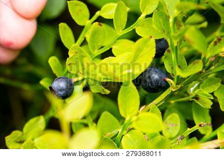 The Ripe And Fresh  Bluebarries On The Branch