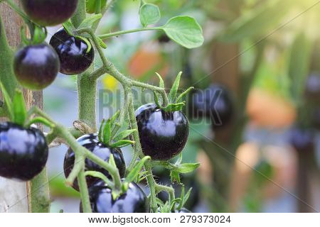 Black Tomatoes On A Branch In The Garden. Indigo Rose Tomato