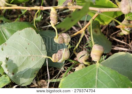 Poplar Spiral Gall Aphid Or Pemphigus Spyrothecae On Leaf Petiole Of Populus  (black Poplar)