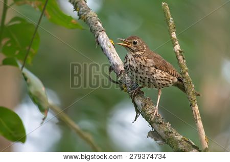 Adult Song Thrush Worried Near Its Nest