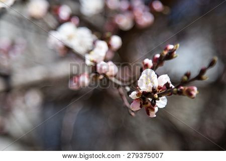 Blossoming flowers and lots of pink buds of apricot. spring flowers. Blooming apricot.spring beauty.
