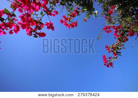 Fuchsia Bouganville On Blue Sky In Santorini, Greece