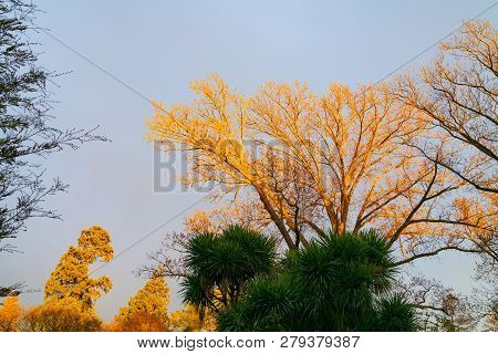 Morning Sun Golden On Branches Of Deciduous Tree With Nz Cabbage Tree Still In Shade Below.