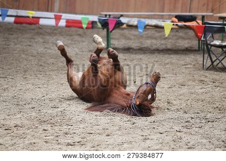 Saddle Horse Lay On Back And Having Fun To Roll In Sand In An Empty Riding Hall