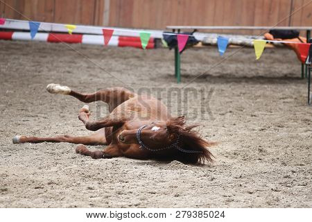Saddle Horse Lay On Back And Having Fun To Roll In Sand In An Empty Riding Hall