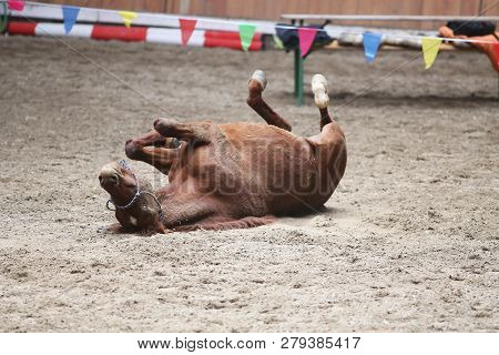 Saddle Horse Lay On Back And Having Fun To Roll In Sand In An Empty Riding Hall