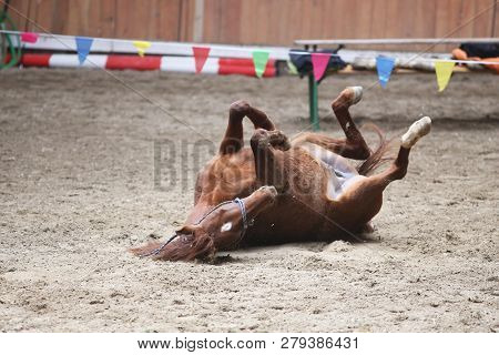 Saddle Horse Lay On Back And Having Fun To Roll In Sand In An Empty Riding Hall